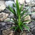 Kép 7/8 - Pandanus veitchii, csavarpálma
