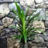 Kép 8/8 - Pandanus veitchii, csavarpálma