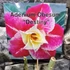 Kép 3/8 - Adenium Obesum 'Destiny'