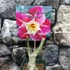 Kép 4/8 - Adenium Obesum 'Destiny'