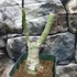 Kép 2/8 - Adenium Obesum 'Destiny'