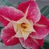 Kép 1/8 - Adenium Obesum 'Destiny'