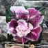 Kép 3/4 - Adenium Obesum 'Golden years'