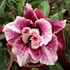 Kép 1/4 - Adenium Obesum 'Golden years'