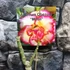 Kép 2/6 - Adenium Obesum 'Moon'