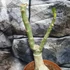 Kép 3/6 - Adenium Obesum 'Moon'