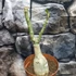 Kép 4/6 - Adenium Obesum 'Moon'