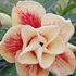 Kép 1/7 - Adenium Obesum 'Nami'
