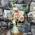 Kép 6/7 - Adenium Obesum 'Nami'