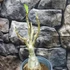 Kép 2/7 - Adenium Obesum 'Nami'