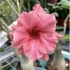 Kép 1/7 - Adenium Obesum 'Young'