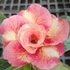 Kép 1/6 - Adenium obesum 'Cupid'
