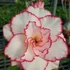 Kép 1/6 - Adenium obesum 'Desert Fairy'