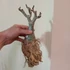 Kép 2/6 - Adenium obesum 'Filter'