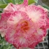 Kép 1/6 - Adenium obesum 'Filter'