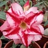 Kép 1/5 - Adenium obesum 'Hercules'