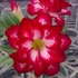 Kép 1/6 - Adenium obesum 'Makeup'