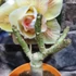 Kép 2/7 - Adenium obesum 'Princess'