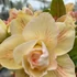 Kép 1/7 - Adenium obesum 'Princess'