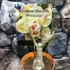 Kép 3/7 - Adenium obesum 'Princess'