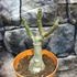 Kép 4/7 - Adenium obesum 'Princess'