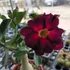 Kép 2/7 - Adenium obesum 'Storm'
