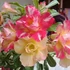 Kép 1/6 - Adenium obesum 'Chameleon'