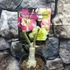 Kép 3/6 - Adenium obesum 'Chameleon'