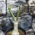 Kép 4/6 - Adenium obesum 'Chameleon'