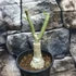 Kép 5/6 - Adenium obesum 'Chameleon'