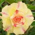 Kép 1/5 - Adenium Obesum 'Golden Dance'
