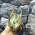 Kép 2/6 - Adenium Arabicum