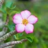 Kép 2/9 - Adenium Baobab 'Thai Temple'