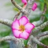 Kép 1/9 - Adenium Baobab 'Thai Temple'