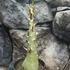Kép 7/9 - Adenium Baobab 'Thai Temple'