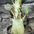 Kép 5/9 - Adenium Baobab 'Thai Temple'