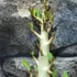 Kép 6/9 - Adenium Baobab 'Thai Temple'