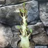 Kép 4/9 - Adenium Baobab 'Thai Temple'