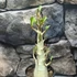 Kép 3/9 - Adenium Baobab 'Thai Temple'