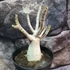 Kép 3/10 - Adenium Baobab