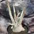 Kép 4/10 - Adenium Baobab