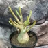 Kép 2/10 - Adenium Baobab