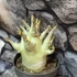 Kép 10/10 - Adenium Baobab