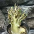 Kép 7/10 - Adenium Baobab