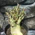 Kép 8/10 - Adenium Baobab
