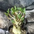 Kép 1/10 - Adenium Baobab