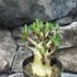 Kép 6/10 - Adenium Baobab