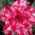 Kép 1/5 - Adenium Obesum 'Smoke'