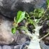Kép 4/6 - Adenium Obesum rózsaszín, levélzet nélkül