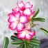 Kép 1/7 - Adenium Obesum rózsaszín